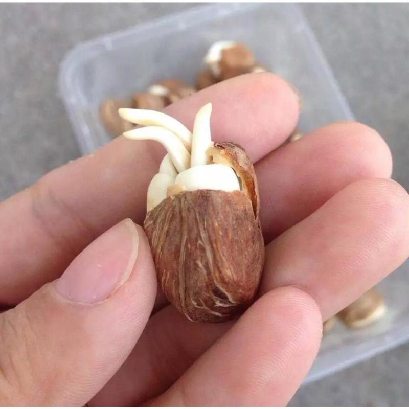 发财树种子招财树摇钱树种子盆栽盆景发财树室内净化空气易种