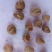 发财树种子招财树摇钱树种子盆栽盆景发财树室内净化空气易种