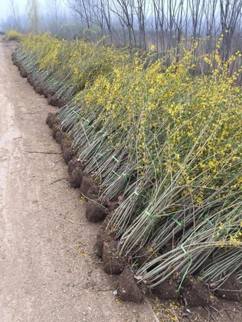 连翘绿化苗攀缘花卉连翘花苗连翘苗金钟罩花黄老虎树苗庭院植