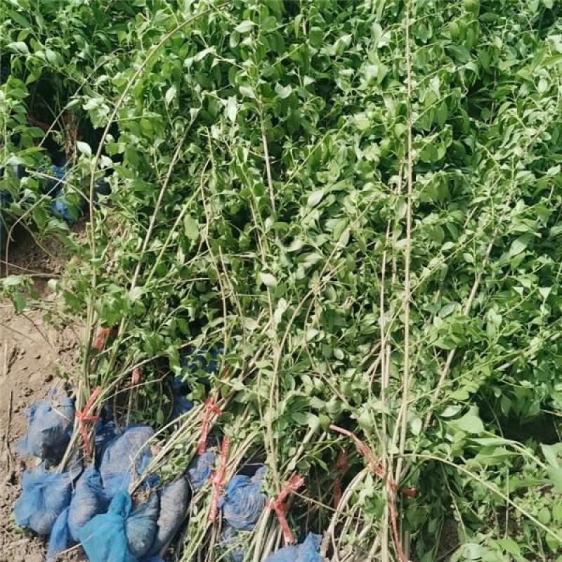 连翘绿化苗攀缘花卉连翘花苗连翘苗金钟罩花黄老虎树苗庭院植
