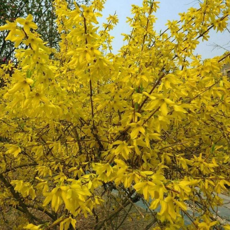 连翘绿化苗攀缘花卉连翘花苗连翘苗金钟罩花黄老虎树苗庭院植