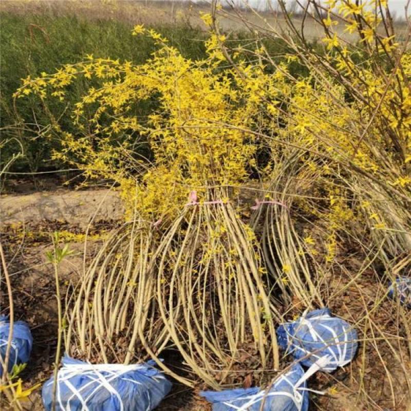 连翘绿化苗攀缘花卉连翘花苗连翘苗金钟罩花黄老虎树苗庭院植