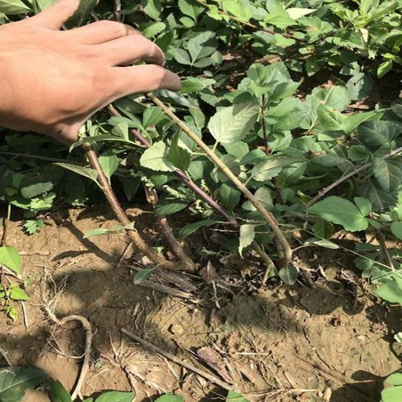 连翘绿化苗攀缘花卉连翘花苗连翘苗金钟罩花黄老虎树苗庭院植