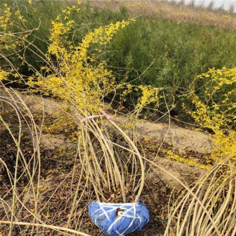 连翘绿化苗攀缘花卉连翘花苗连翘苗金钟罩花黄老虎树苗庭院植
