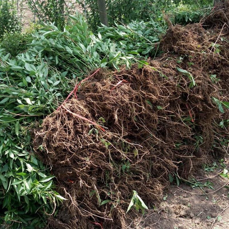 连翘绿化苗攀缘花卉连翘花苗连翘苗金钟罩花黄老虎树苗庭院植
