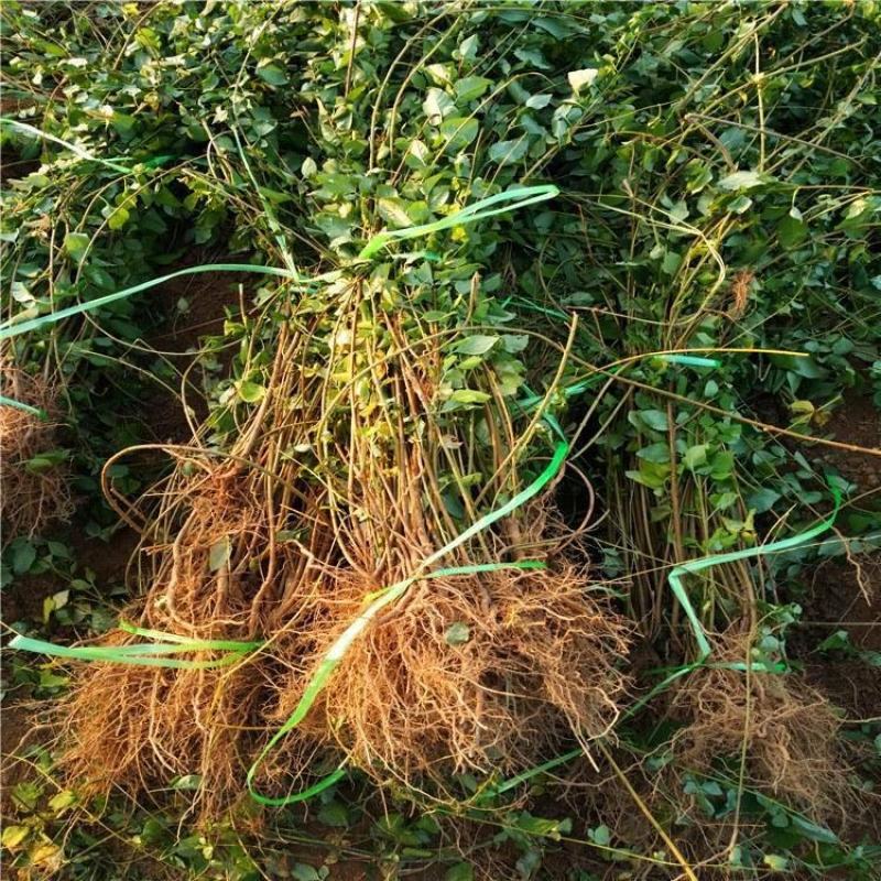 连翘绿化苗攀缘花卉连翘花苗连翘苗金钟罩花黄老虎树苗庭院植