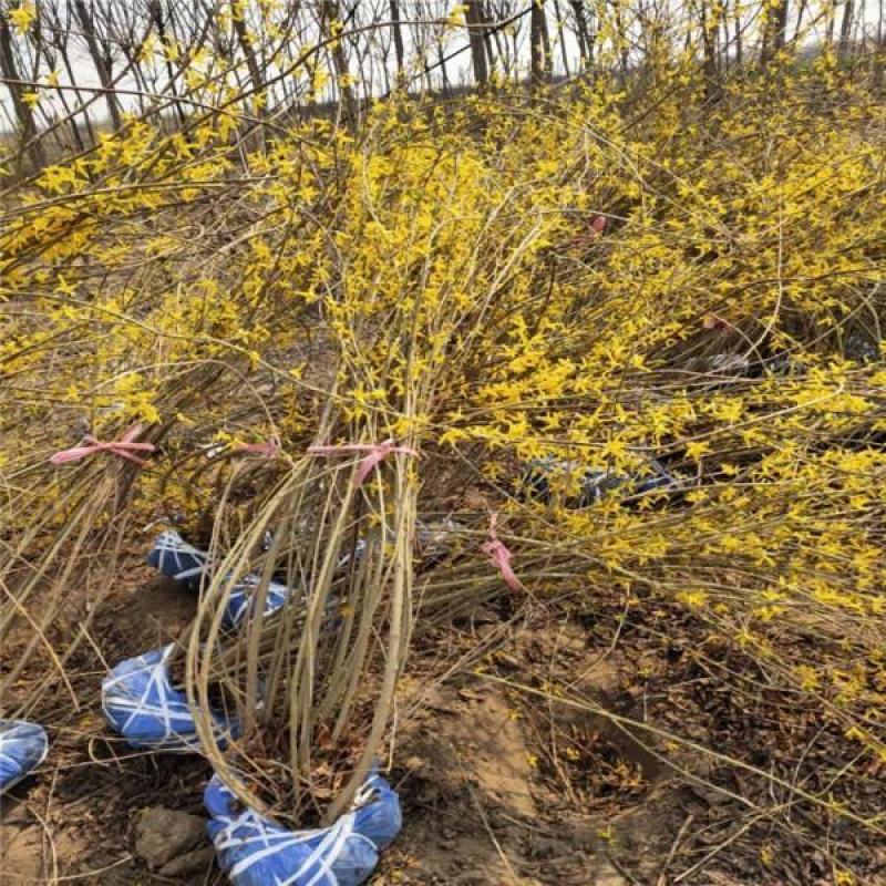 连翘绿化苗攀缘花卉连翘花苗连翘苗金钟罩花黄老虎树苗庭院植