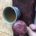 【精选】无花果苗波姬红无花果苗根系发达波姬红无花果苗