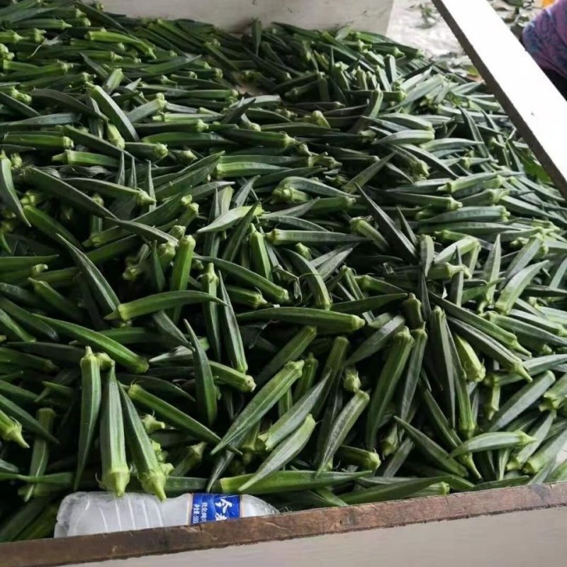 绿灞水果秋葵种子绿霸高端品种杂交品种亩产高耐老化基地专用