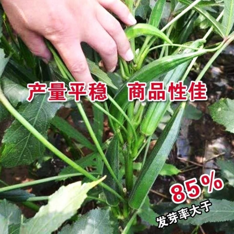 绿灞水果秋葵种子绿霸高端品种杂交品种亩产高耐老化基地专用