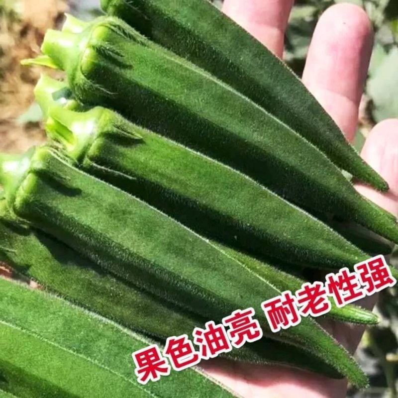绿灞水果秋葵种子绿霸高端品种杂交品种亩产高耐老化基地专用