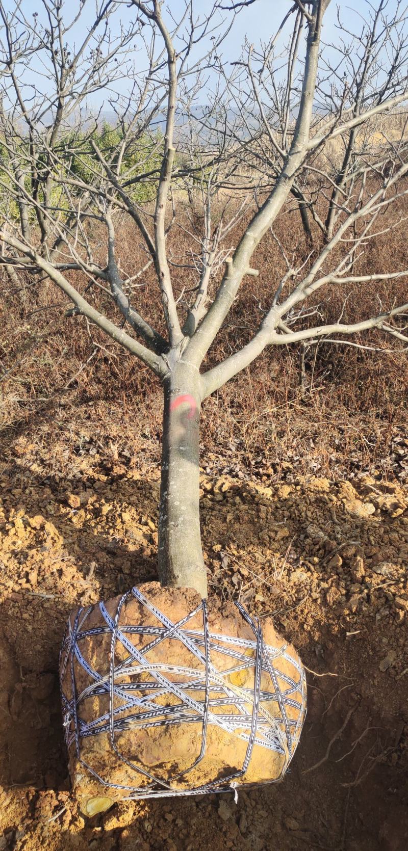 突尼斯软籽石榴嫁接苗，品种保证，基地直销有嫁接苗
