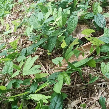 地苦胆块件苗，子育苗，露天育苗，成活高，量大重优可包回收