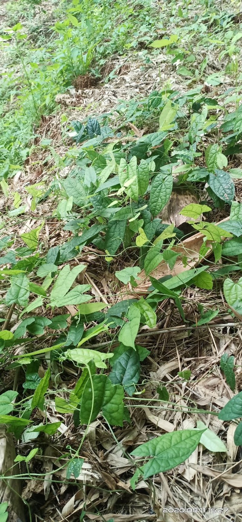 地苦胆块件苗，子育苗，露天育苗，成活高，量大重优可包回收