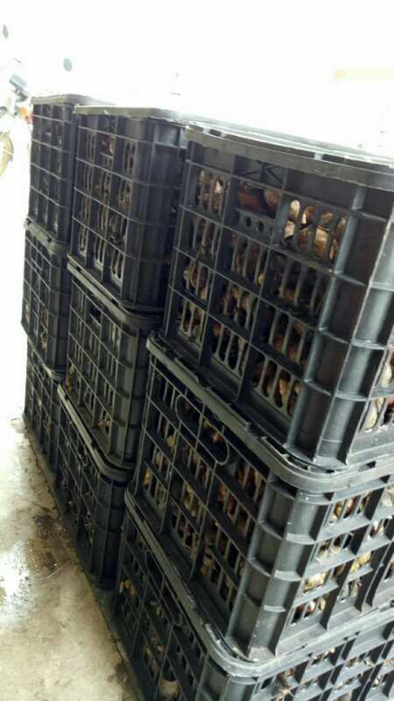 非洲蜗牛玛瑙蜗牛蜗牛黑肉蜗牛有实力接货的联系