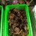 精品松蘑干品去跟货颜色好