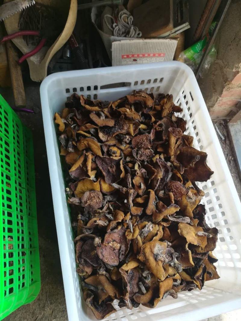 精品松蘑干品去跟货颜色好