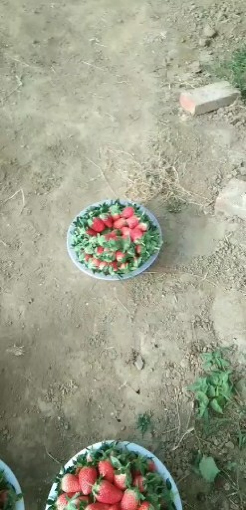 专业代购，代收，诚信经营草莓