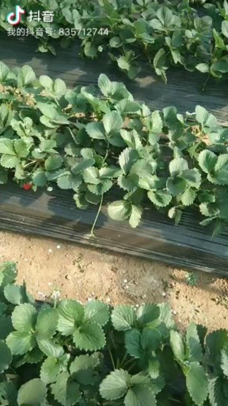 专业代购，代收，诚信经营草莓