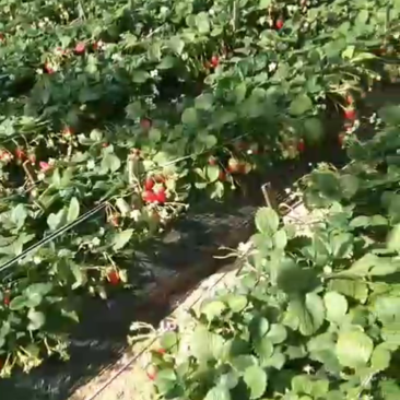 专业代购，代收，诚信经营草莓