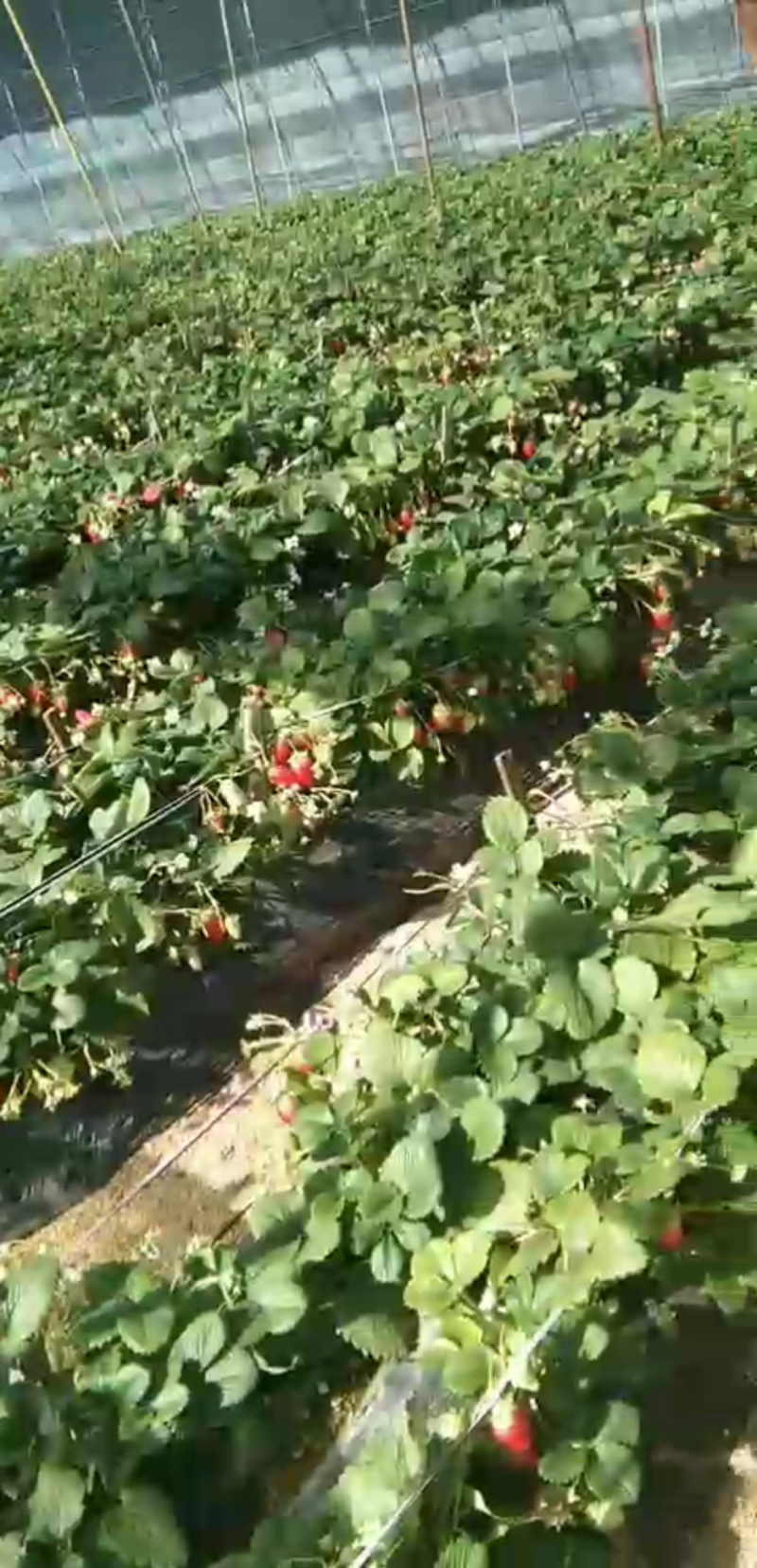 专业代购，代收，诚信经营草莓