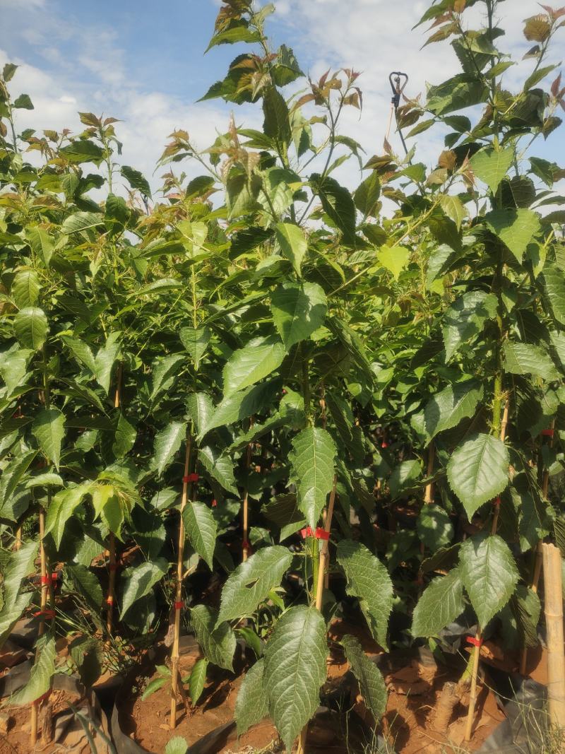 玛瑙红樱桃树苗免费提供技术指导，基地直销