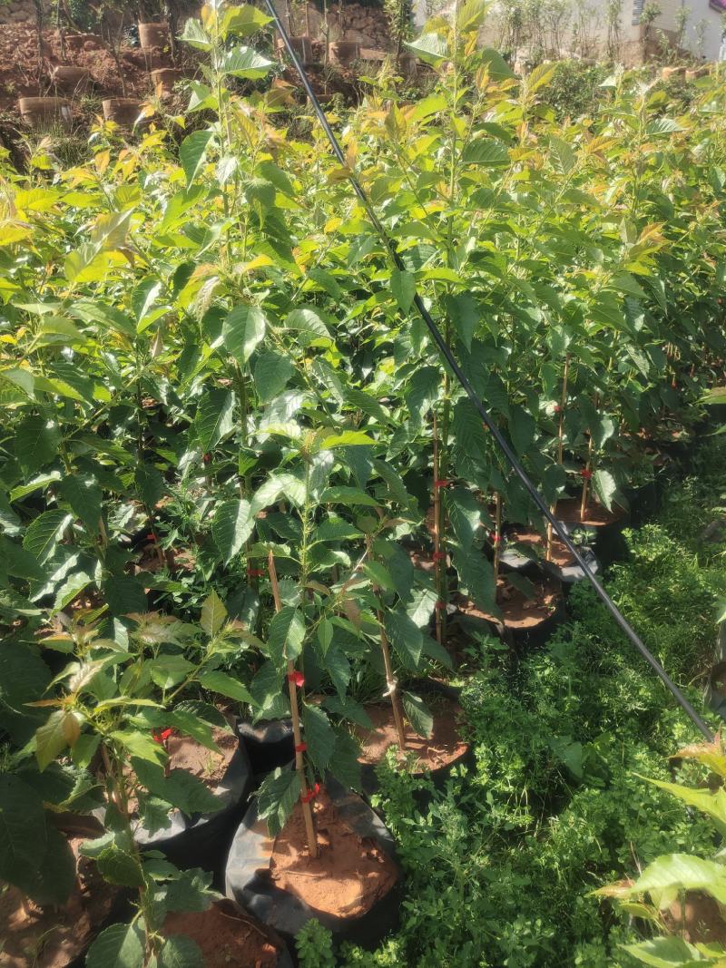 玛瑙红樱桃树苗免费提供技术指导，基地直销