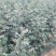 【推荐】花椒苗有嫁接无刺红椒，无刺青椒，一年挂果