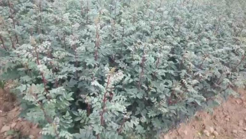 【推荐】花椒苗有嫁接无刺红椒，无刺青椒，一年挂果