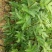 【推荐】花椒苗有嫁接无刺红椒，无刺青椒，一年挂果