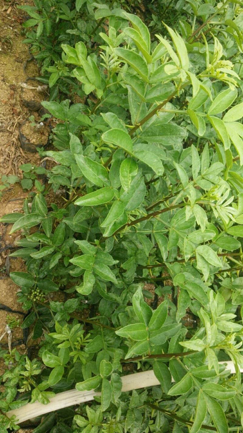 【推荐】花椒苗有嫁接无刺红椒，无刺青椒，一年挂果
