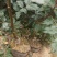 【推荐】花椒苗有嫁接无刺红椒，无刺青椒，一年挂果