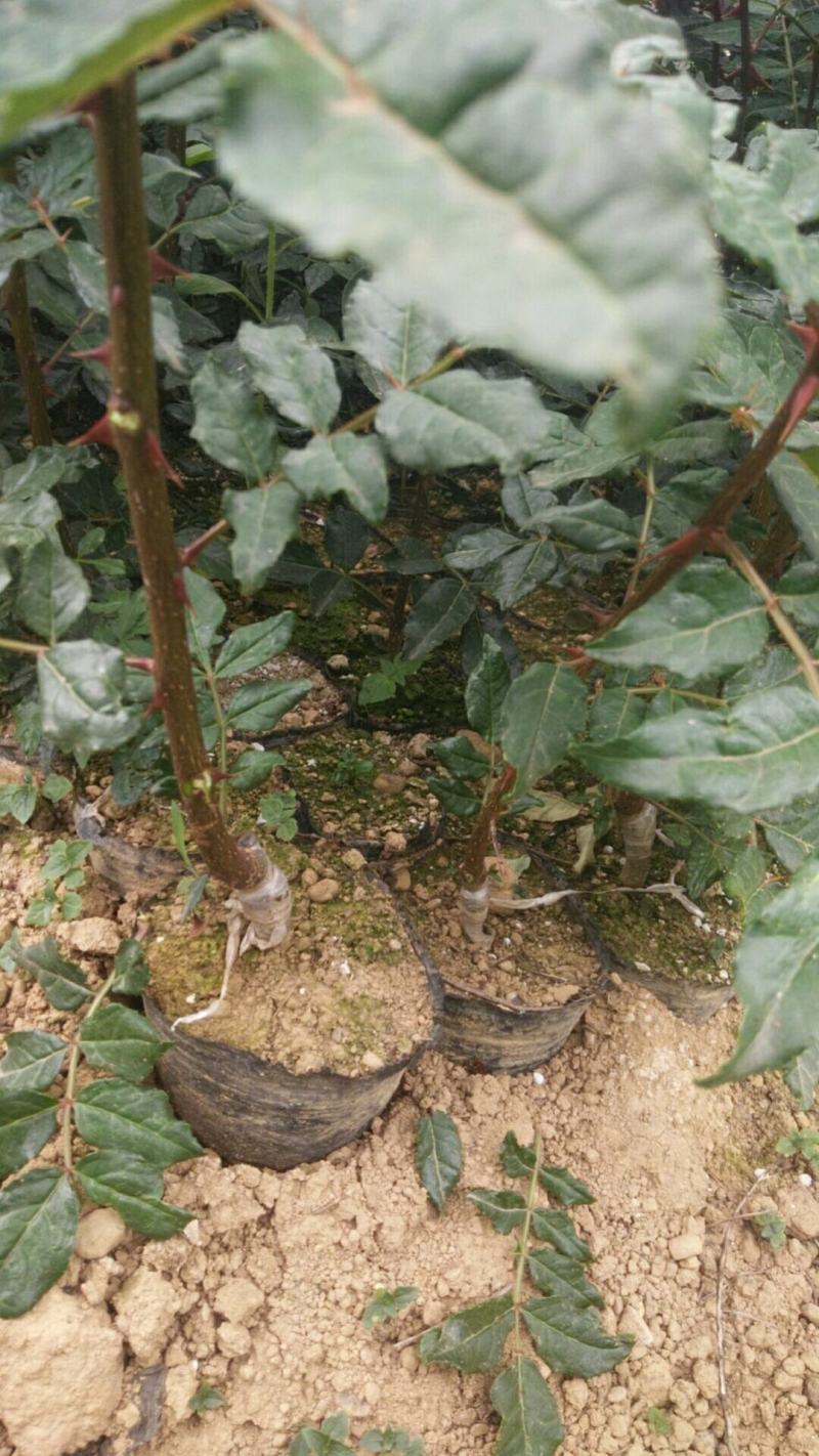 【推荐】花椒苗有嫁接无刺红椒，无刺青椒，一年挂果