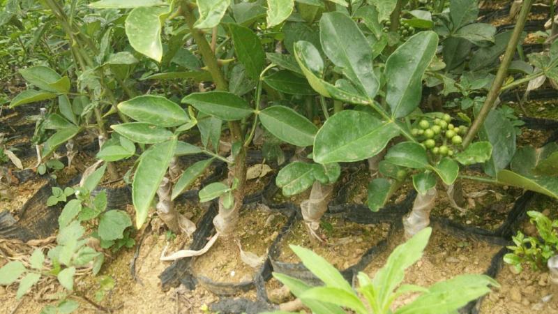 【推荐】花椒苗有嫁接无刺红椒，无刺青椒，一年挂果