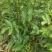 【推荐】花椒苗有嫁接无刺红椒，无刺青椒，一年挂果