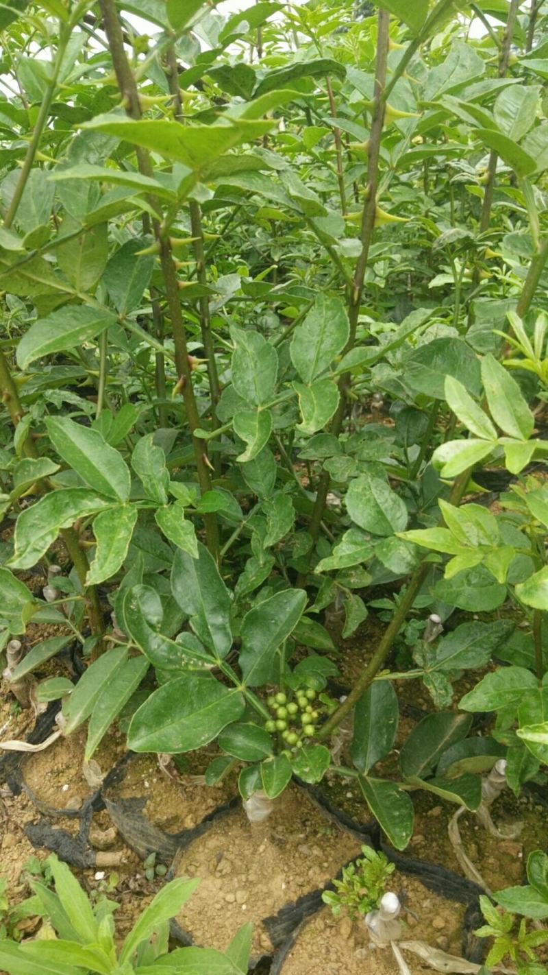 【推荐】花椒苗有嫁接无刺红椒，无刺青椒，一年挂果