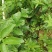 【推荐】花椒苗有嫁接无刺红椒，无刺青椒，一年挂果