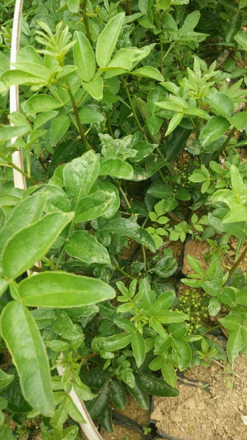 【推荐】花椒苗有嫁接无刺红椒，无刺青椒，一年挂果