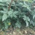 【推荐】花椒苗有嫁接无刺红椒，无刺青椒，一年挂果
