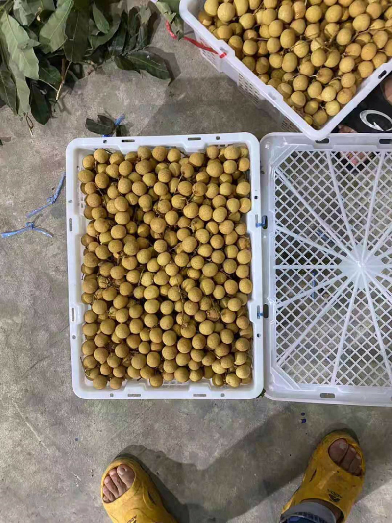 泰国新鲜龙眼，产地直供，欢迎订购，整柜发货
