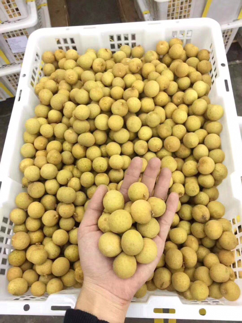 泰国新鲜龙眼，产地直供，欢迎订购，整柜发货