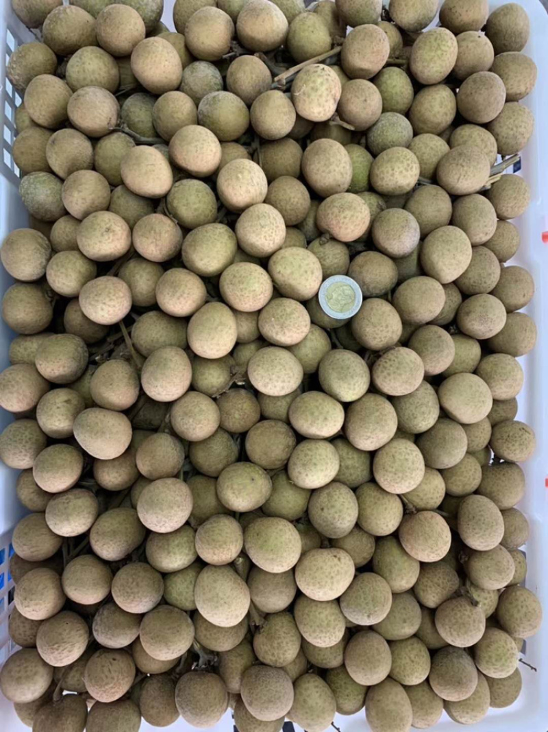 泰国新鲜龙眼，产地直供，欢迎订购，整柜发货