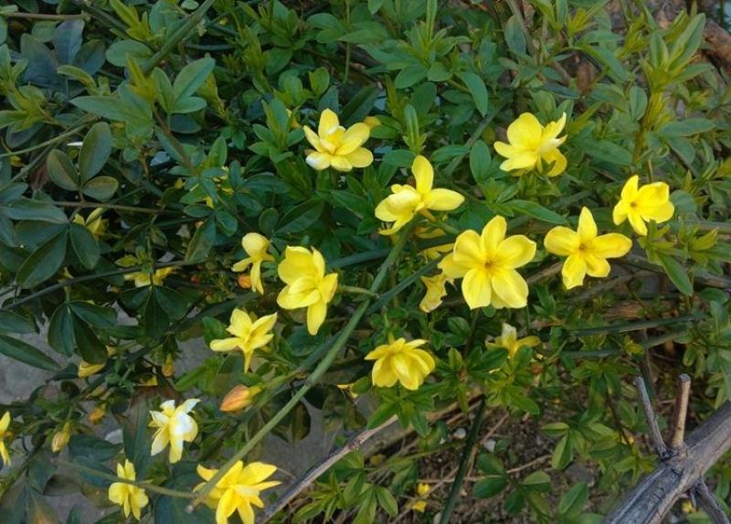 迎春花庭院攀援垂吊花卉迎春花苗绿化用苗盆栽地栽初春开花迎