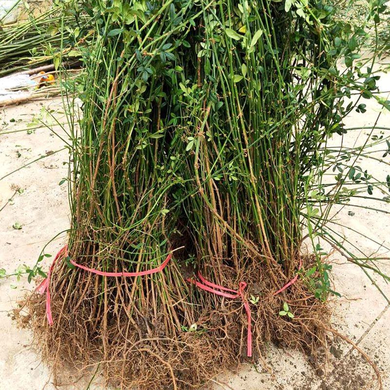 迎春花庭院攀援垂吊花卉迎春花苗绿化用苗盆栽地栽初春开花迎