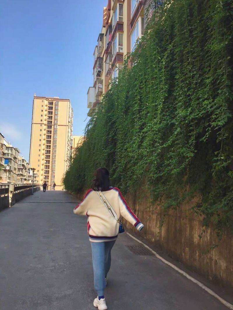 迎春花庭院攀援垂吊花卉迎春花苗绿化用苗盆栽地栽初春开花迎