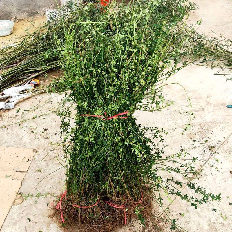 迎春花庭院攀援垂吊花卉迎春花苗绿化用苗盆栽地栽初春开花迎