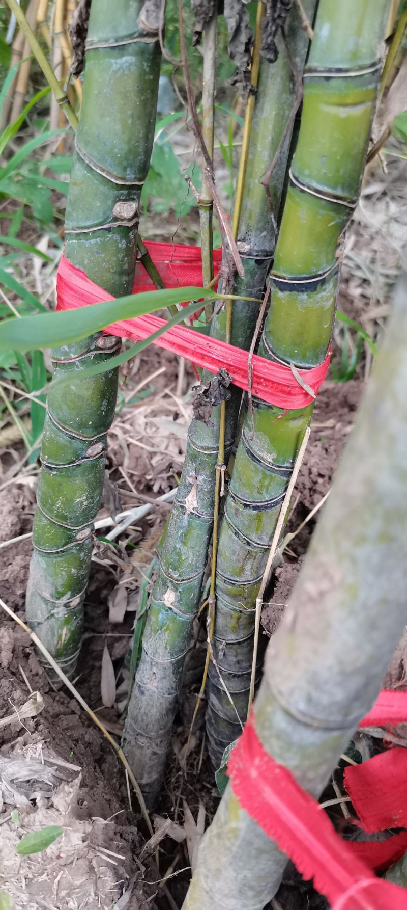 罗汉竹，各种规格，大量供货有需要的老板电话联系