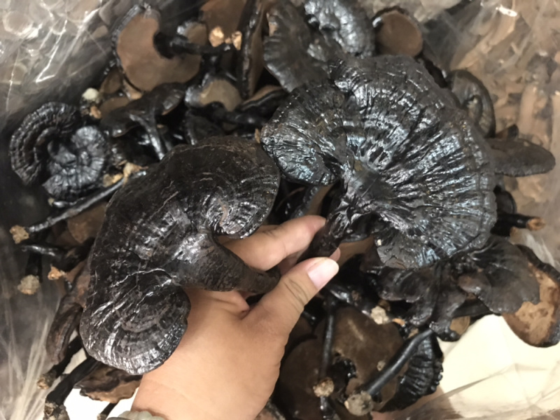 黑灵芝长脚灵芝不苦黑灵芝新货支持一件代发