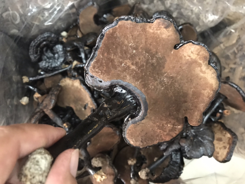 黑灵芝长脚灵芝不苦黑灵芝新货支持一件代发