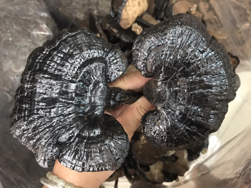黑灵芝长脚灵芝不苦黑灵芝新货支持一件代发